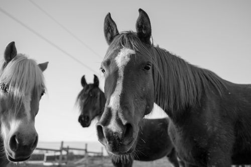 Free Black and white photo of three horses in a farm pasture in Croatia. Stock Photo