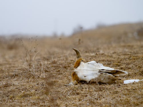 下落, 冬季, 動物 的 免费素材图片