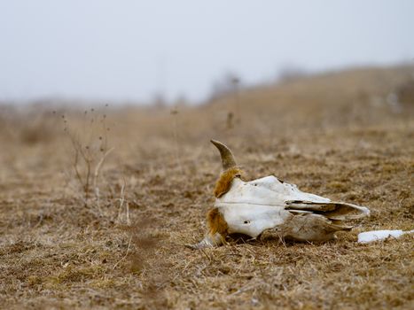 Buffalo skull lying on a dry meadow, depicting nature's cycle and the passage of time.