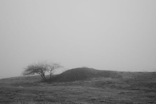 Imagine de stoc gratuită din alb-negru, arbori, ceață