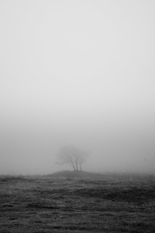 Základová fotografie zdarma na téma černobílý, mlha, příroda