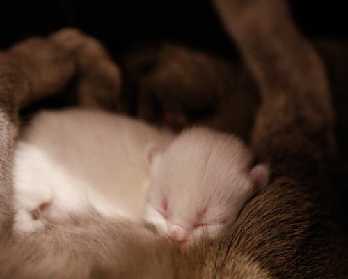 Immagine gratuita di addormentato, animali domestici, bianco