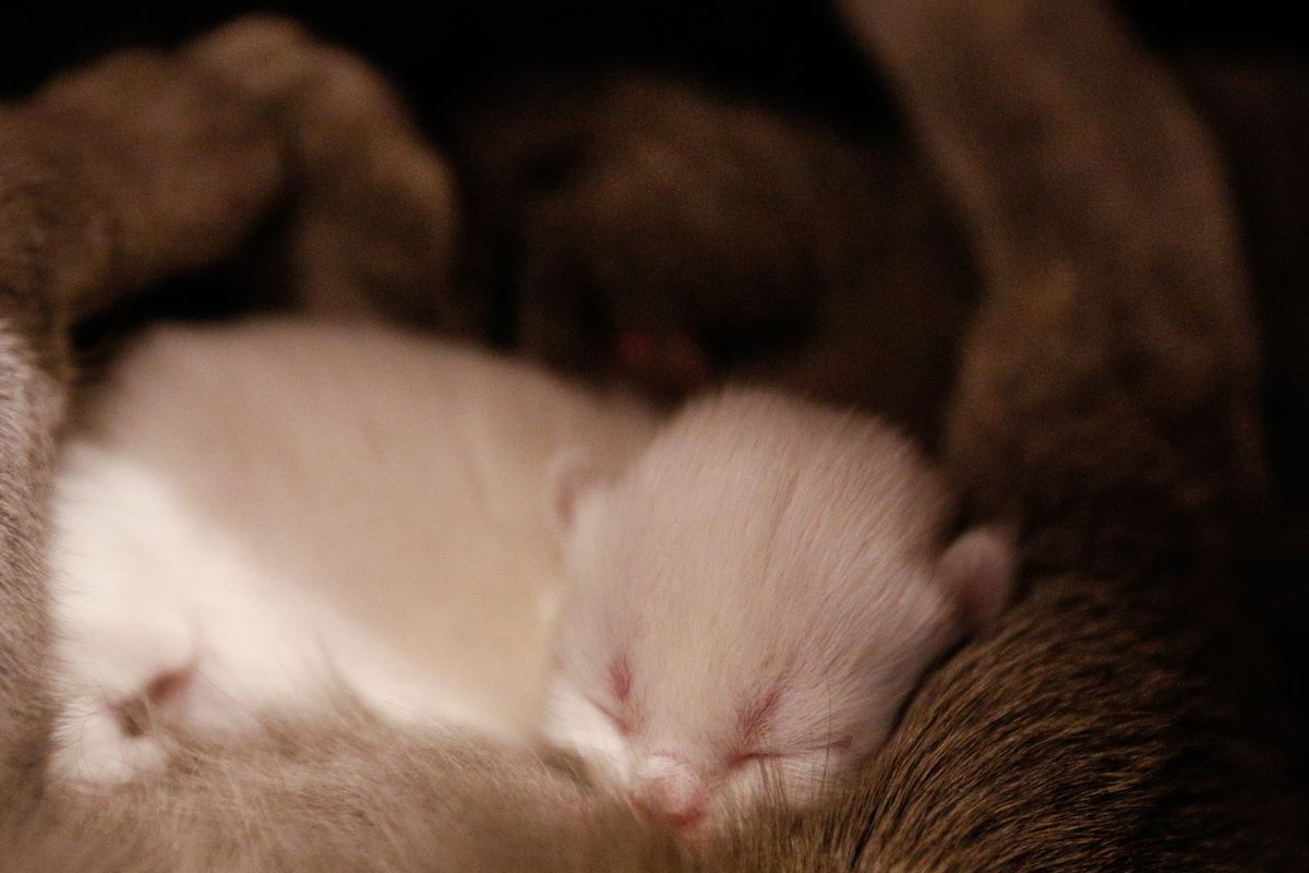 Sevrage du chaton : âge et étapes - 3. Quelle alimentation donner pendant le sevrage ?