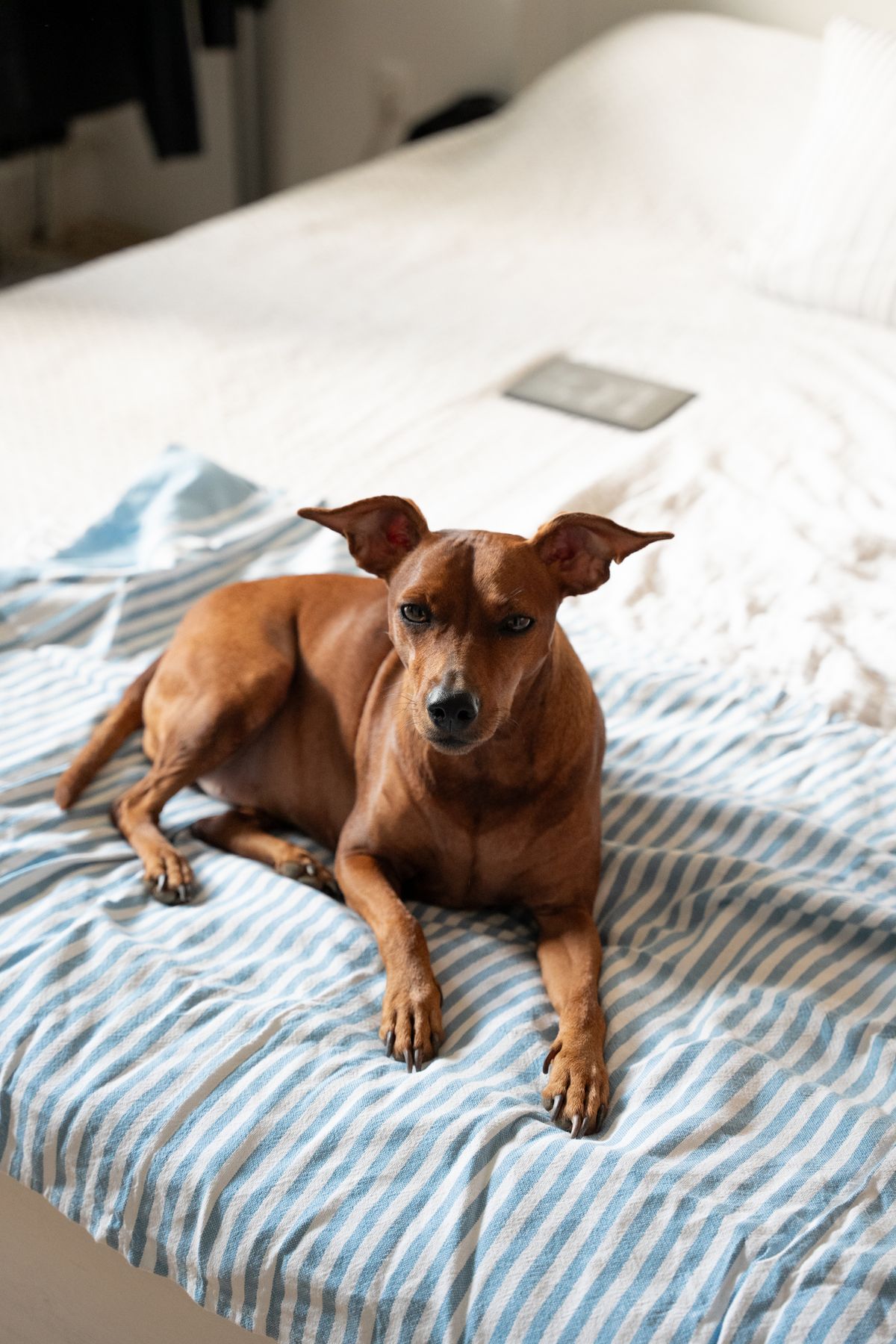 Brown dog lying comfortably on a cozy bed in a home setting