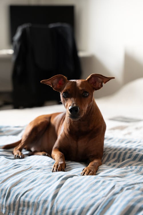 Lying Dog on Bed