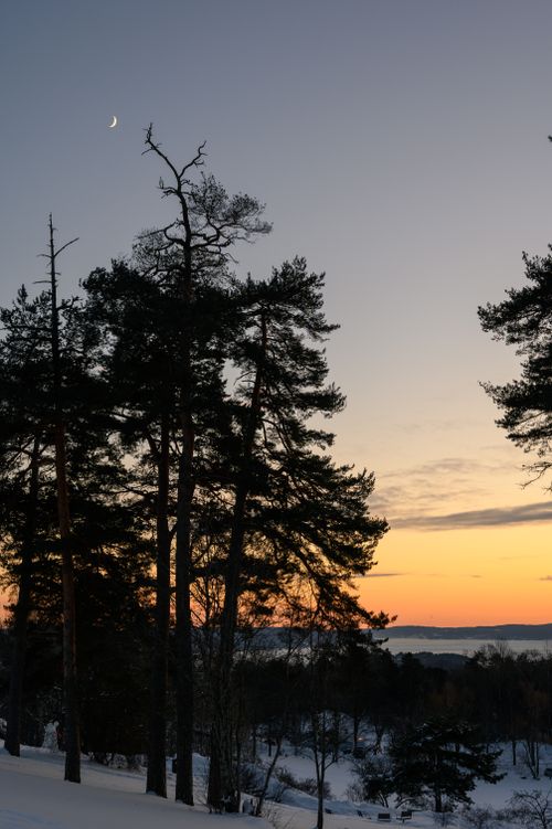 Free Beautiful winter sunset in an Oslo forest with snow-covered trees and a crescent moon. Stock Photo