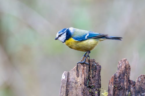 A blue and yellow bird perched on a tree stump