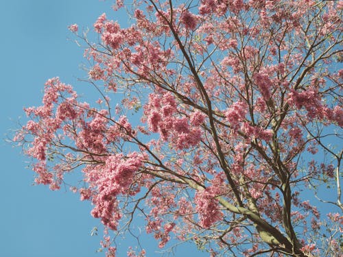 Cherry Blossoms on a Tree