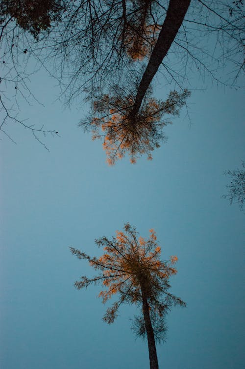 Gratis lagerfoto af lodret skud, nåletræ, skyfri himmel