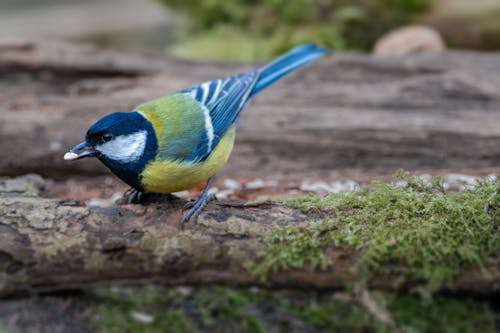 A bird is standing on a log