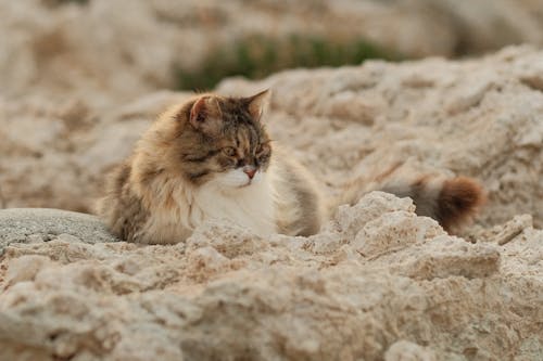 A cat sitting on top of rocks in the middle of the ocean