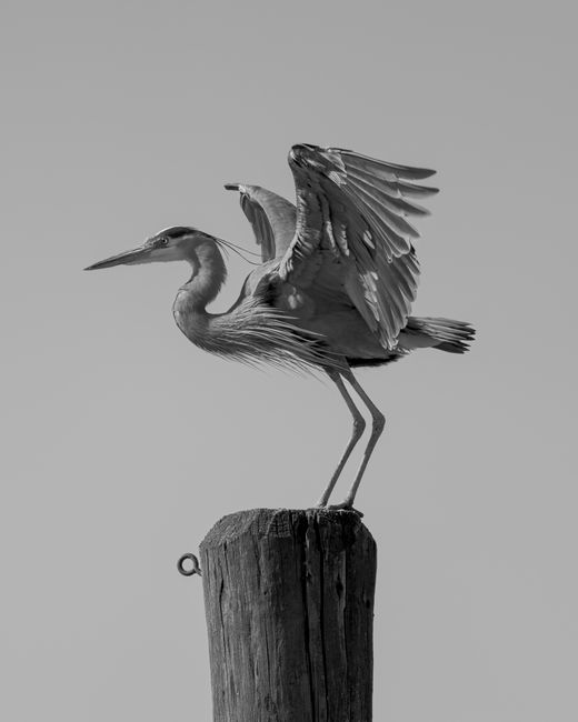 Black and white portrait of a heron perched on a wooden post with wings spread.