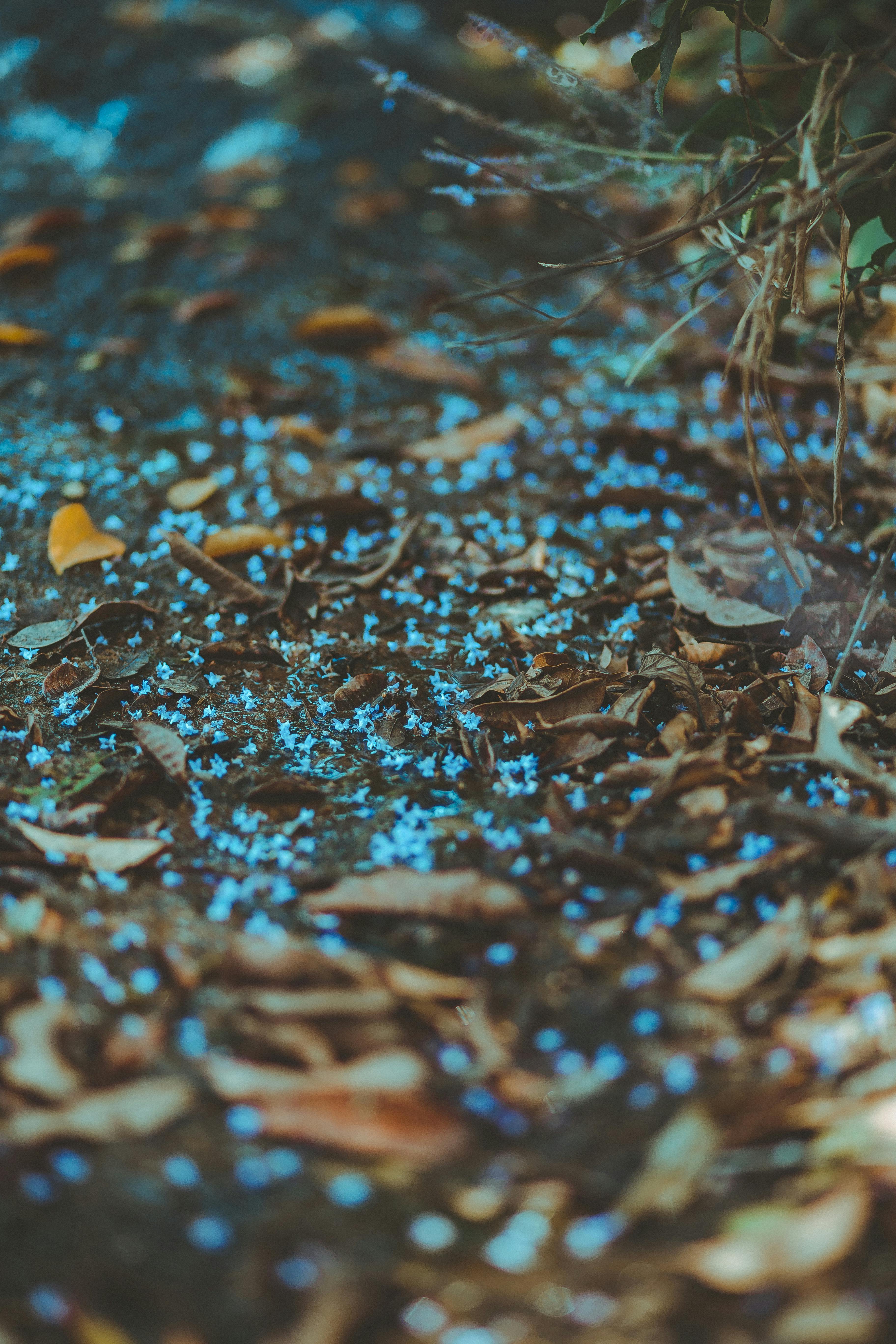 艺术展示中，充满活力的蓝色花瓣散落在室外干燥的叶子上