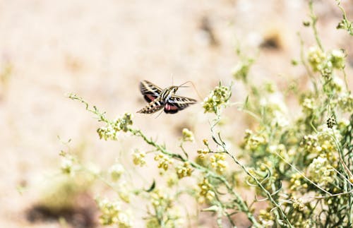 Moth Flying over Bush