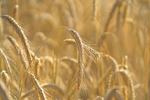 A close up of a wheat field with the sun shining