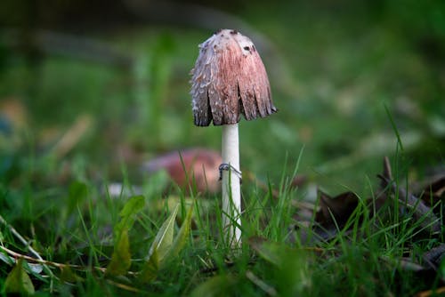 A mushroom is standing in the grass with a green background