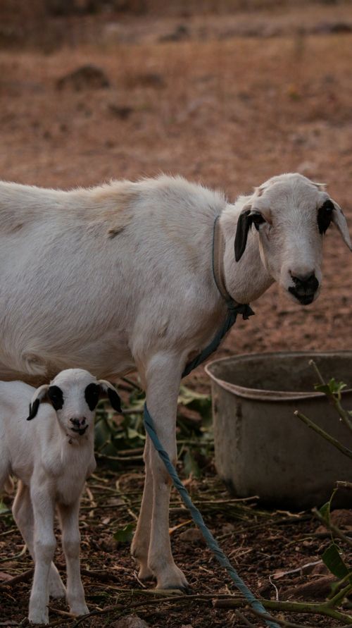 Free A mother goat and her kid stand in a rustic farm setting, symbolizing countryside life. Stock Photo