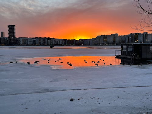 Fotobanka s bezplatnými fotkami na tému červený západ slnka, jazierko, kačice