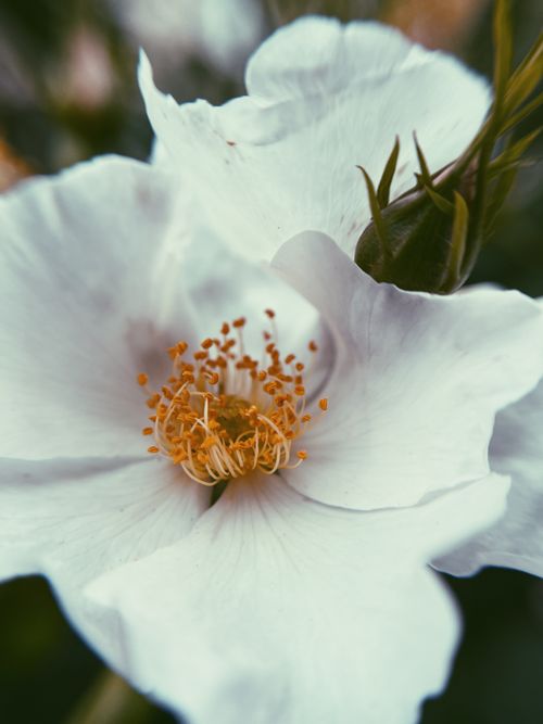 Free Detailed macro shot of a white flower highlighting its pollen. Soft and delicate. Stock Photo