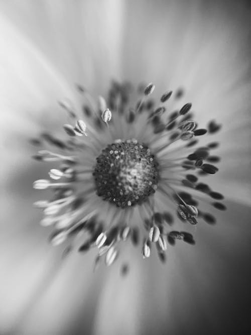 Photos gratuites de échelle des gris, fermer, fleur