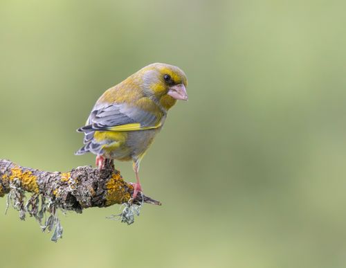 Free Close-up of a European greenfinch (Chloris chloris) on a branch with a blurred green background. Stock Photo