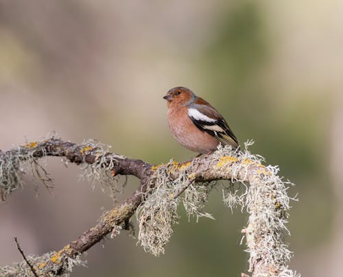 A bird perched on a branch