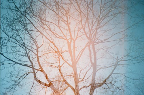 Foto d'estoc gratuïta de a l'aire lliure, arbre, branques d'arbre