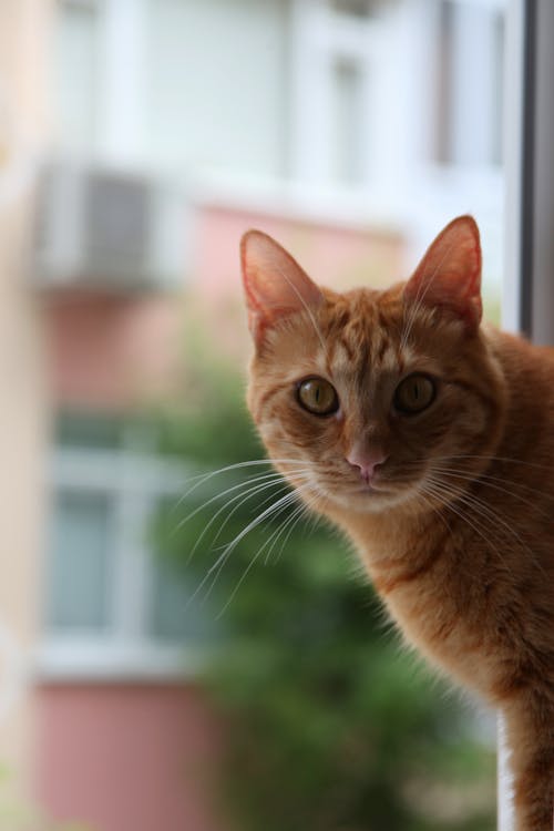 Ingyenes stockfotó lili, macska, narancssárga macska témában
