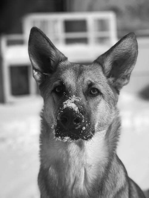 Portrait of Dog in Black and White 