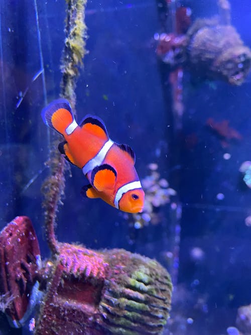 Kostenloses Stock Foto zu anemone, aquarienfische, aquarium