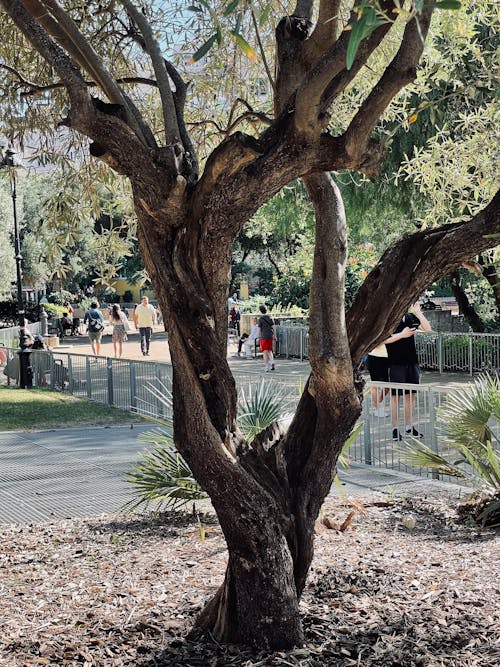 Бесплатное стоковое фото с Барселона, лето, миндальное дерево