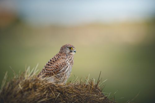 Free Side view of a Spotted Kestrel perched on hay, natural wildlife setting in Berlin. Stock Photo