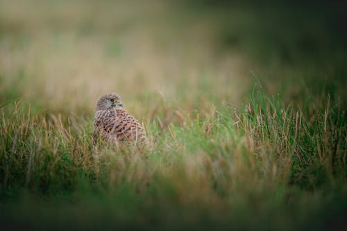 Foto profissional grátis de ave, avícola, falco molucensis