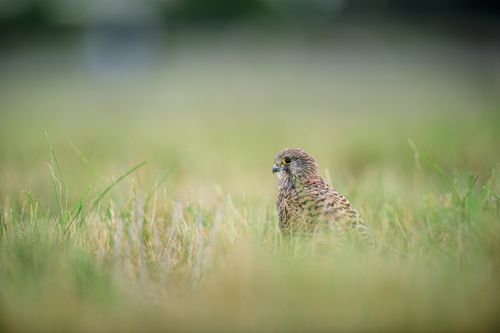 Free Spotted kestrel (Falco moluccensis) standing in grassy field, Berlin, Germany wildlife. Stock Photo