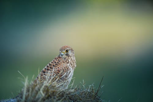 Kostnadsfri bild av djurfotografi, fågel, falco moluccensis