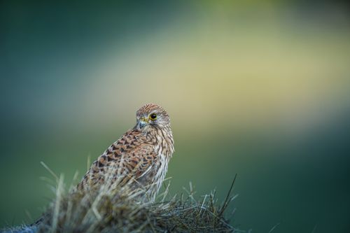 Free Stunning close-up of a Spotted Kestrel perched, showcasing its intricate feather patterns and watchful gaze. Stock Photo