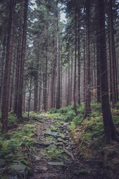 A tranquil forest scene with tall trees lining a rocky path, perfect for nature lovers.