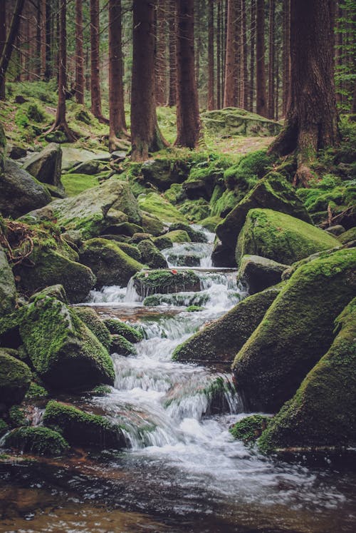 A stream running through a forest with moss