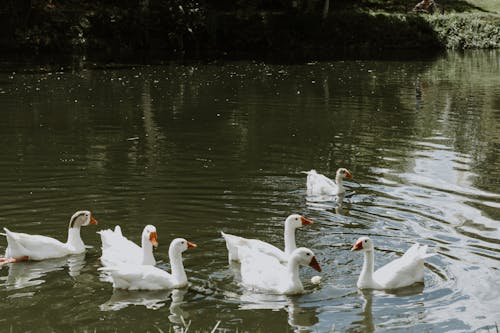 Ilmainen kuvapankkikuva tunnisteilla eläinkuvaus, hanhet, järvi