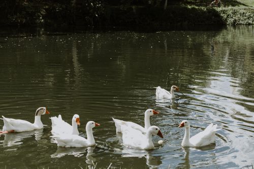 Free A tranquil scene of white geese swimming in a calm lake surrounded by nature. Stock Photo