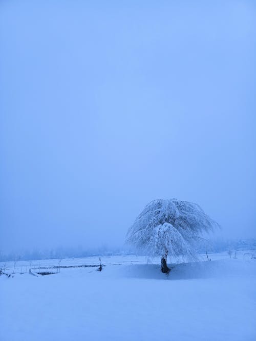 Single Tree in Countryside in Winter