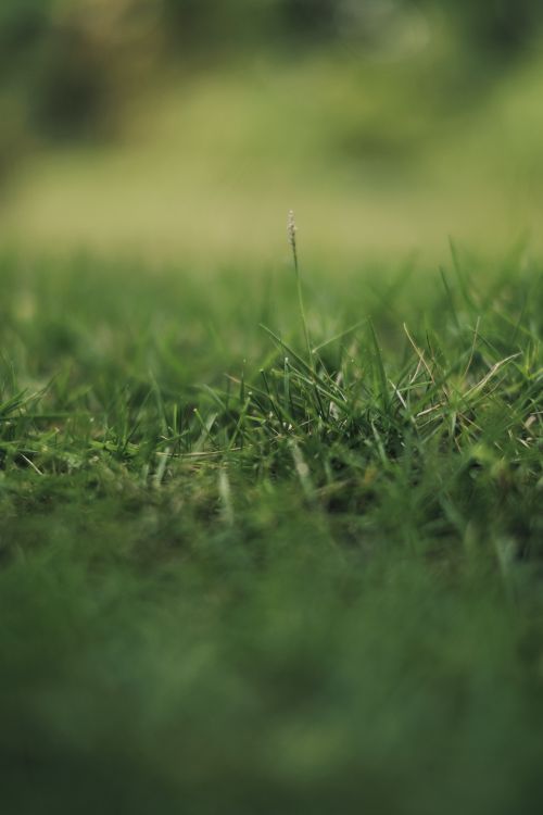Free Blurry close-up of a green meadow with blades of grass in focus. Stock Photo