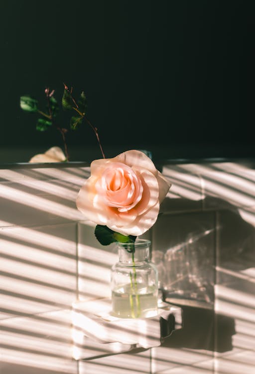 Glass Vase with a Pink Rose in a Holder on the Wall