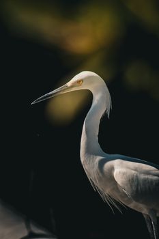 A stunning portrait of a white egret in its natural environment with soft lighting.
