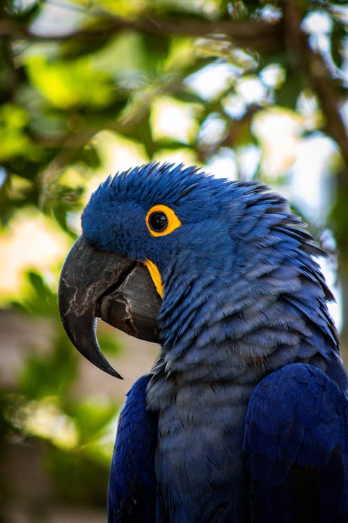 A blue parrot with yellow eyes