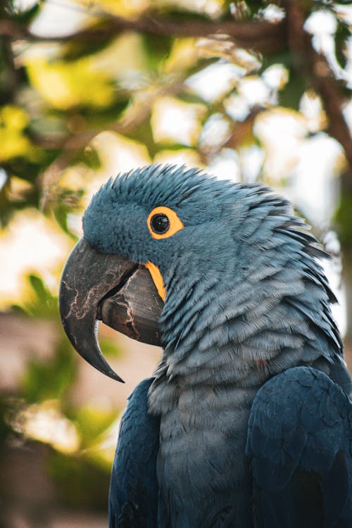 A blue parrot with yellow eyes