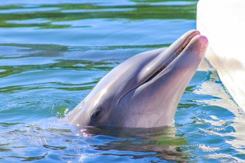 Kostnadsfri bild av bassäng, däggdjur, delfin