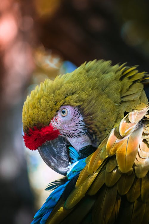 A close up of a parrot with a red beak