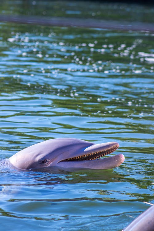 Immagine gratuita di acqua, delfino, focus selettivo