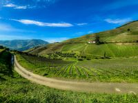 Terraced vineyards — photo by Pedro Lemos on Pexels